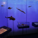 Museo de Nerja